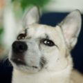 Исследование оптимизации App Store: чему мы можем научиться у приложений, занимающих первые места в рейтинге